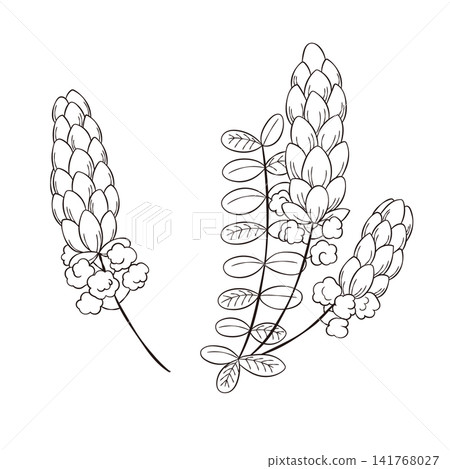 一組西方草藥“蠟燭灌木”的向量線條藝術迷你插圖。 一組西方草藥“蠟燭灌木”的向量線條藝術迷你插圖。 141768027