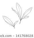 一組西方草藥“鼠尾草”的向量線條藝術迷你插圖。 141768028