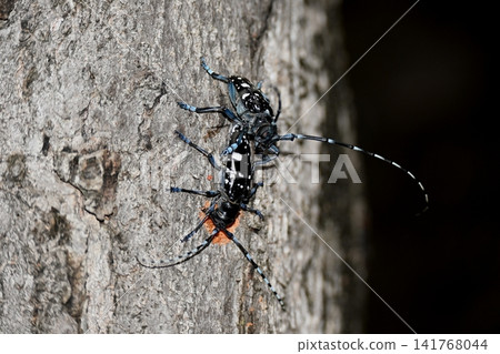Pair of long-horned beetles 141768044
