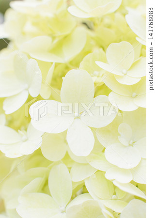 Creamy White Hydrangea Paniculata Bonfire Blossoms Close up Creamy White Hydrangea Paniculata Bonfire Blossoms Close up 141768083