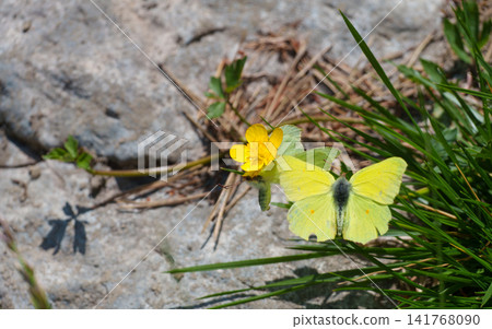 Clouded sulphur butterflies on a yellow flower during mating season. Clouded sulphur butterflies on a yellow flower during mating season. 141768090