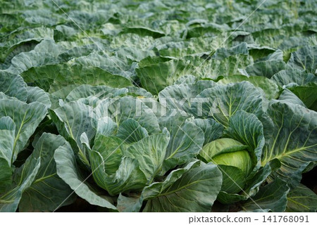 Cabbage field near harvest 141768091