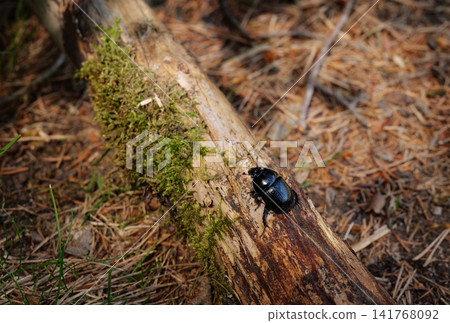Forest beetle on mossy log symbolizing preservation of woodland micro ecosystems. Forest beetle on mossy log symbolizing preservation of woodland micro ecosystems. 141768092