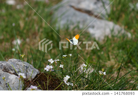 Orange tip butterfly on flower symbolizing species preservation and ecological balance. Orange tip butterfly on flower symbolizing species preservation and ecological balance. 141768093