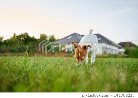 Jack Russell dog sniffing grass outside near a house Jack Russell dog sniffing grass outside near a house 141768223