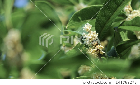 Silver Osmanthus (horizontal orientation) Silver Osmanthus (horizontal orientation) 141768273