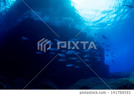 小笠原群島鮪魚洞中的犬齒鮪魚 小笠原群島鮪魚洞中的犬齒鮪魚 141768581