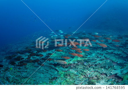 Ogasawara, a group of hosekikintoki Ogasawara, a group of hosekikintoki 141768595