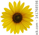 Yellow Sunflower Flower Isolated on White Background 141768598
