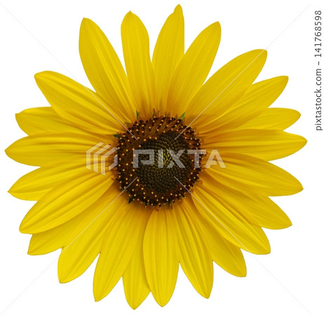 Yellow Sunflower Flower Isolated on White Background Yellow Sunflower Flower Isolated on White Background 141768598