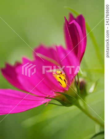 波斯菊的花蕊從花瓣間探出。 波斯菊的花蕊從花瓣間探出。 141768600