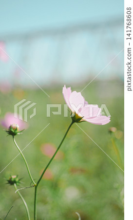 可愛的秋季花卉:波斯菊 可愛的秋季花卉:波斯菊 141768608