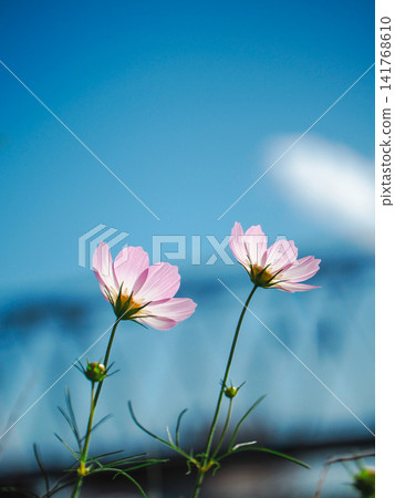 波斯菊的花瓣在逆光下閃閃發光。 141768610