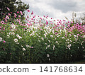 A field of pink and white cosmos flowers 141768634