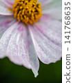 Cosmos petals with a mix of pink and white 141768635