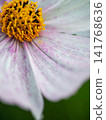 Cosmos flowers with pink mixed in on a white background 141768636