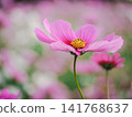 Close up of pink cosmos flowers 141768637