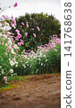 A field of cosmos flowers viewed from ground level along the garden path. 141768638