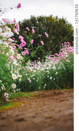 A field of cosmos flowers viewed from ground level along the garden path. A field of cosmos flowers viewed from ground level along the garden path. 141768638