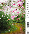 Cosmos flowers leaning over the garden path 141768639