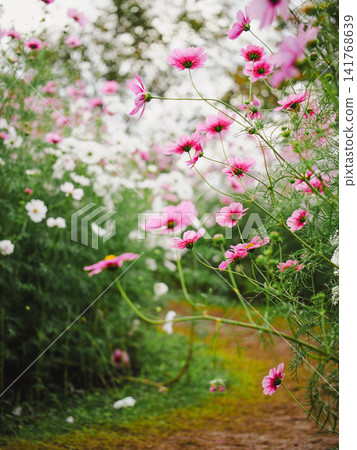 Cosmos flowers leaning over the garden path Cosmos flowers leaning over the garden path 141768639