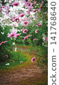 A path lined with cosmos flowers in full bloom, reaching all the way to your feet. 141768640