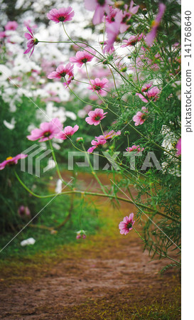 A path lined with cosmos flowers in full bloom, reaching all the way to your feet. A path lined with cosmos flowers in full bloom, reaching all the way to your feet. 141768640