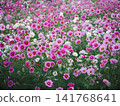 A field of cosmos flowers in full bloom, a mix of white and pink. 141768641