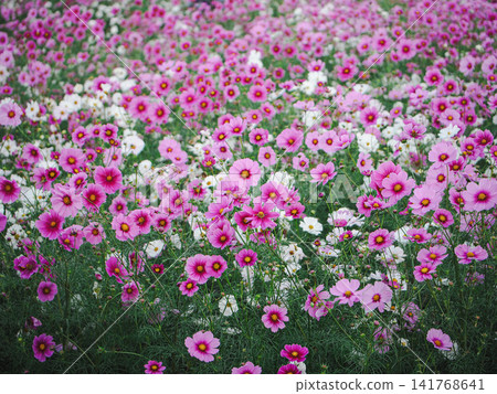 A field of cosmos flowers in full bloom, a mix of white and pink. A field of cosmos flowers in full bloom, a mix of white and pink. 141768641