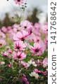 Vibrant pink cosmos flowers against the setting sun's backlighting. 141768642
