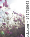 Autumn afternoon light and cosmos flowers 141768643