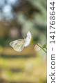 Cabbage butterfly sucking nectar from cosmos 141768644