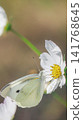 Cabbage white butterfly and white cosmos 141768645