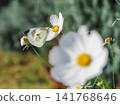 White butterflies and white flowers 141768646