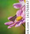 Chabane Seseli sucking cosmos honey 141768647