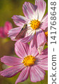 Vibrant cosmos flowers and a cute skipper butterfly 141768648