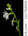hosta flower 141768666