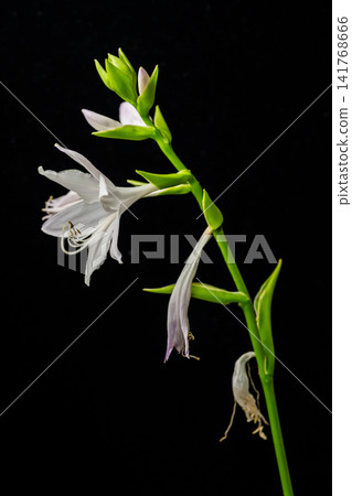 hosta flower hosta flower 141768666