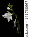 hosta flower 141768667