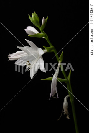 hosta flower 141768667