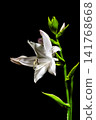 hosta flower 141768668