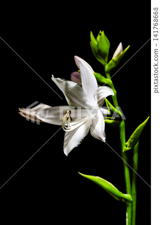 hosta flower hosta flower 141768668