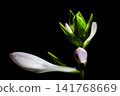 hosta flower 141768669