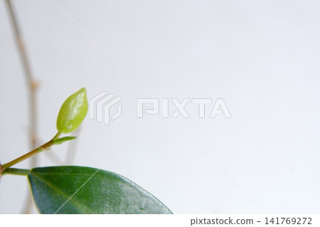 榕樹新芽和嫩葉的特寫 榕樹新芽和嫩葉的特寫 141769272