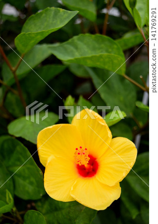 Yellow hibiscus Yellow hibiscus 141769291