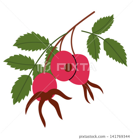 Red Rose Hip Berry Branch Illustration 141769344