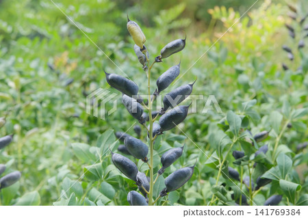 Seed pods of Baptisia australis in garden in sunny day. Hardy perennial shrub of legume family. Plant is erect. Baptisia australis is most commonly cultivated species in its genus. Seed pods of Baptisia australis in garden in sunny day. Hardy perennial shrub of legume family. Plant is erect. Baptisia australis is most commonly cultivated species in its genus. 141769384