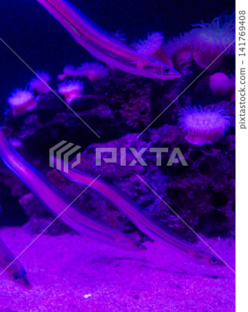 深海魚 深海魚 141769408