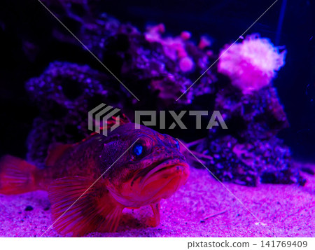 硃砂岩魚 硃砂岩魚 141769409