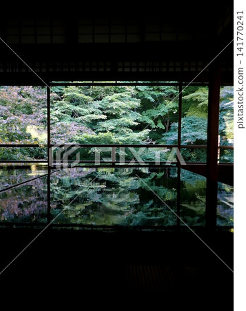 Rurikoin floor maple reflection Rurikoin floor maple reflection 141770241